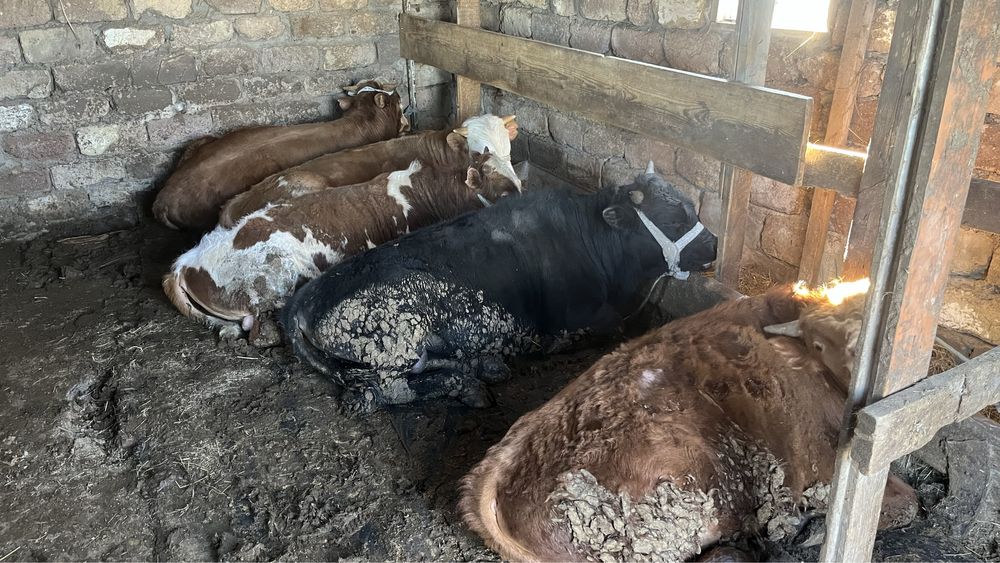 Продам бычки полтора,двухгодовалые