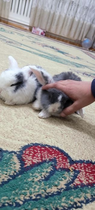 Quyonchala sotiladi juda chiroyli