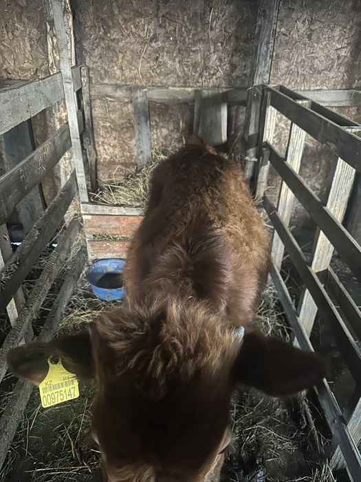 Продам годовалых бычков