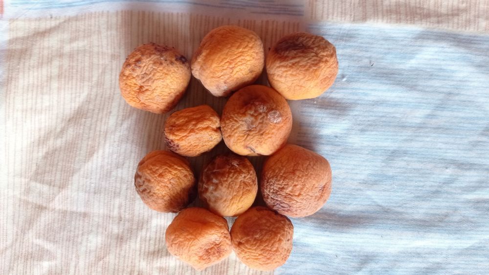 Куз ойларида пишадиган ўрик кўчатларидан бор қизиқанларга