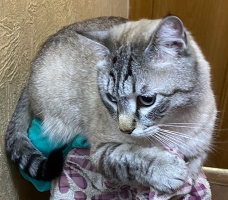 Пропал кот Алматы