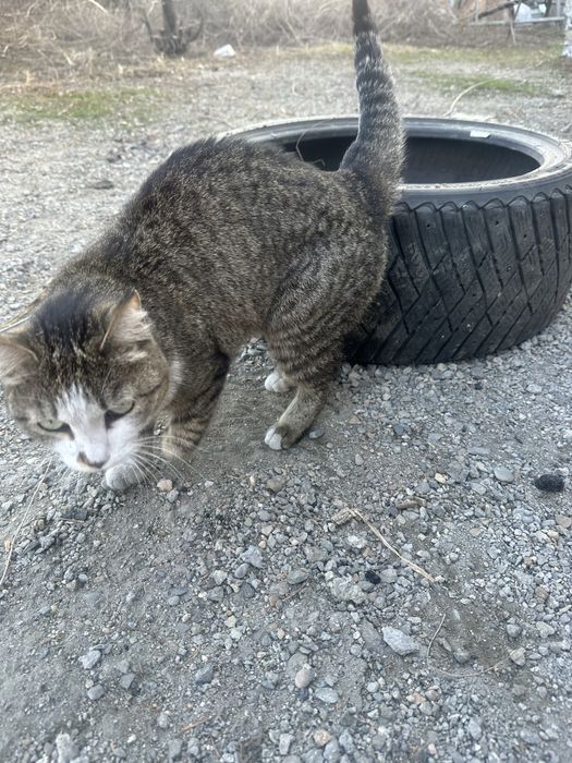 Кошка в добрые руки