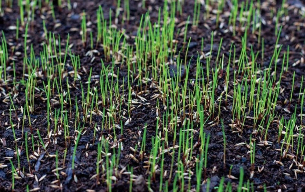 Gazon Газон екиш барча хизмати Халол!