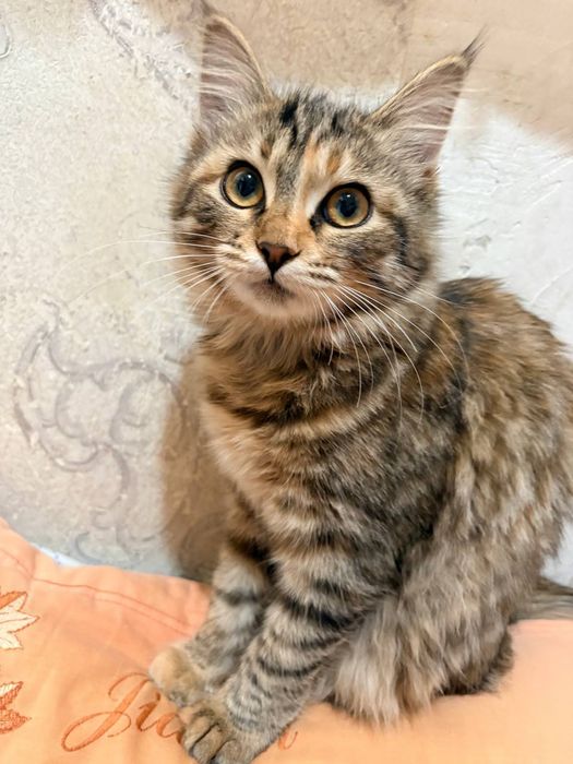 Отдам в хорошие руки