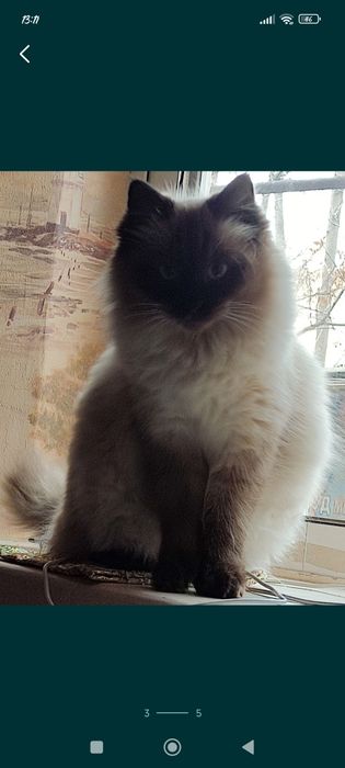 Продается котенок Породы Балинез