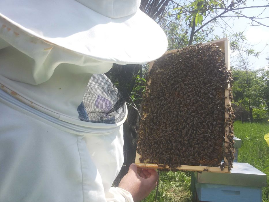 Stupi / albine vanzare