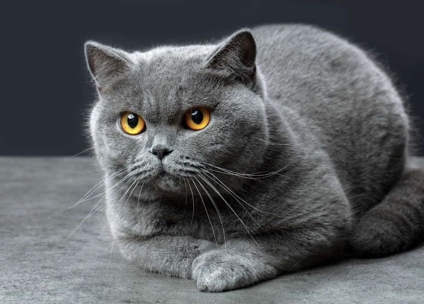 вязка British Shorthair