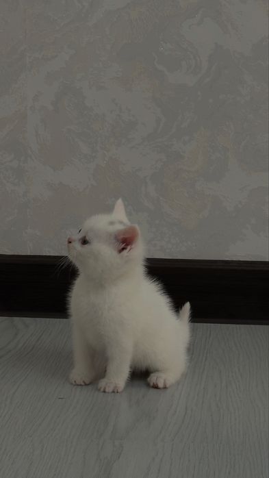 2 та угилча,  ота онаси жуда аклли