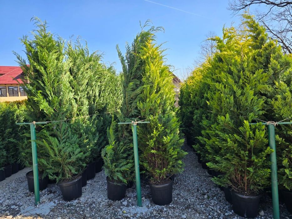 Palmier trachycarpus,leylandii ,photinia,maslin