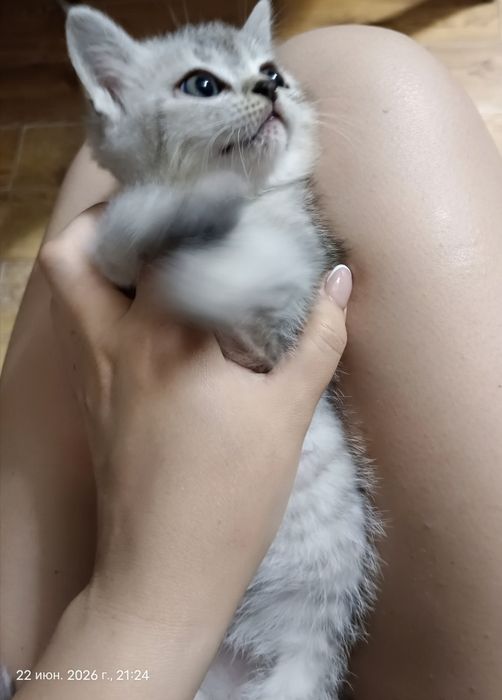 Котята 3 шт  умные