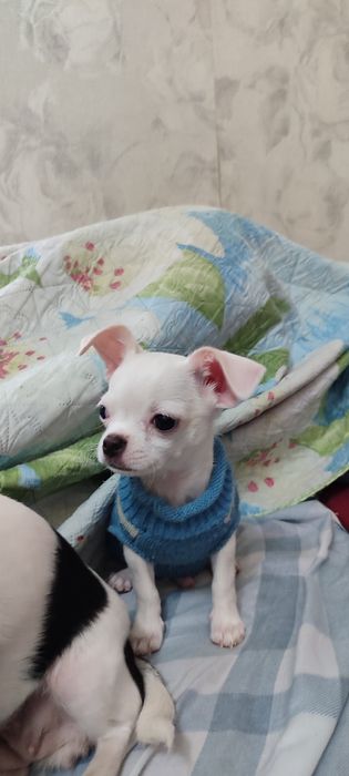 Продам щенка чихуахуа