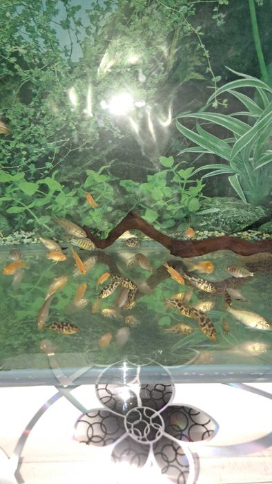 Цихлиды Африки (мальки)