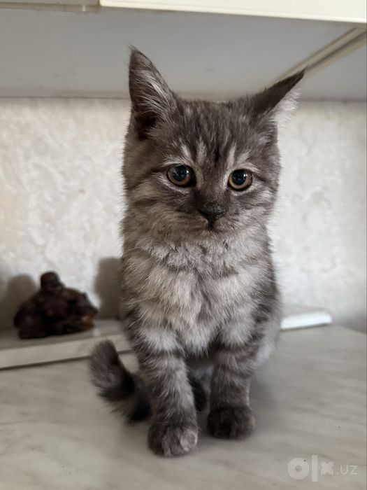 Пристраивается скоттиш страйт