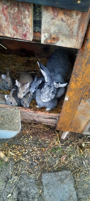 Schimb cu găini de casă