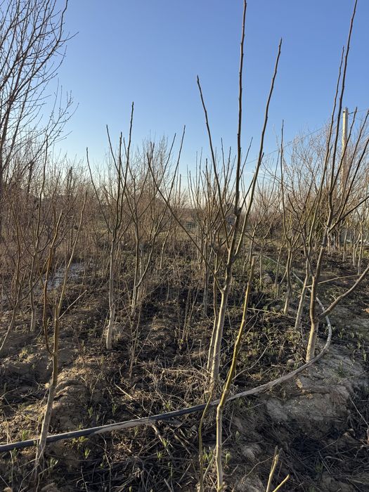 кошеттер бар , жангак , шие , слива