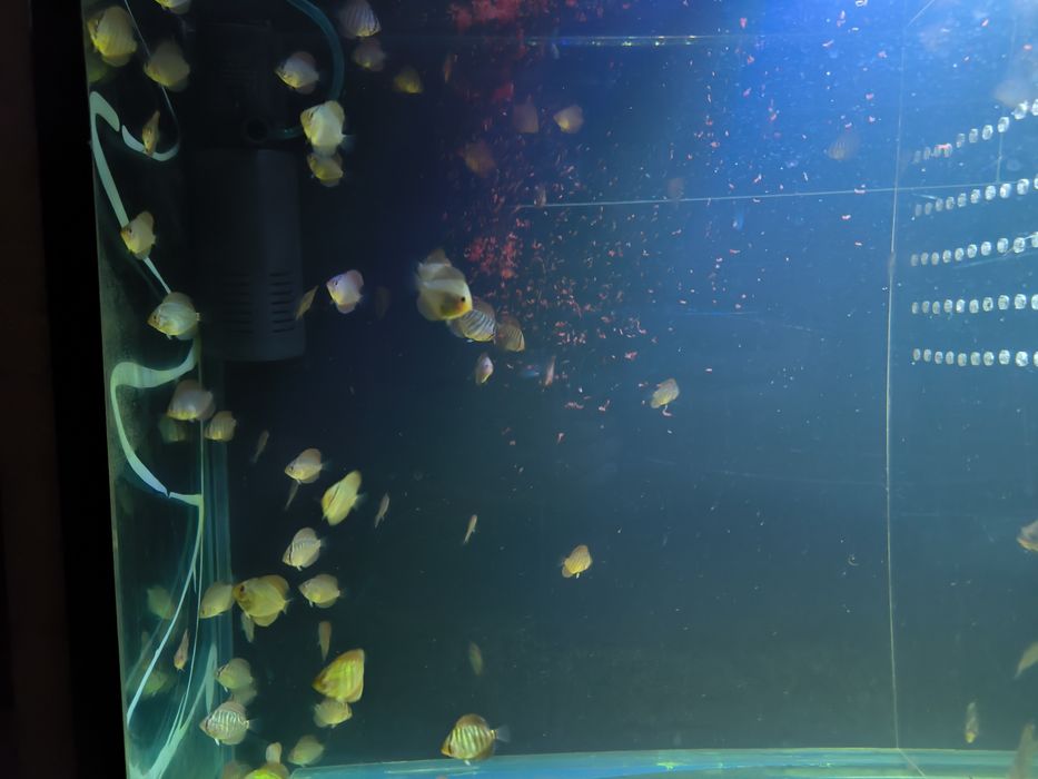 Продам Дискусов, мальки! Дискусы