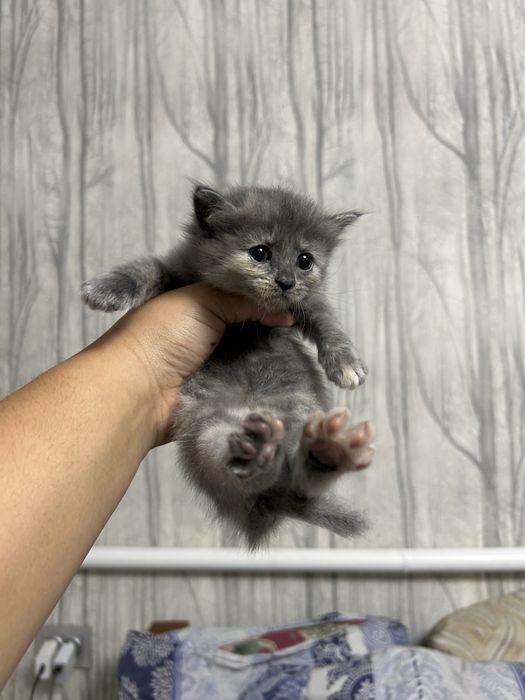 котята ищут своих хозяев