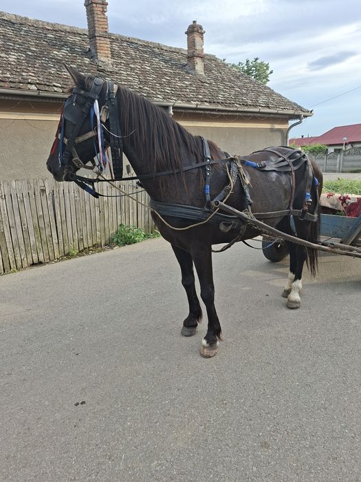 Iapa de vânzare sau combinati are 7 ani iapa are manz cu cal trapasi