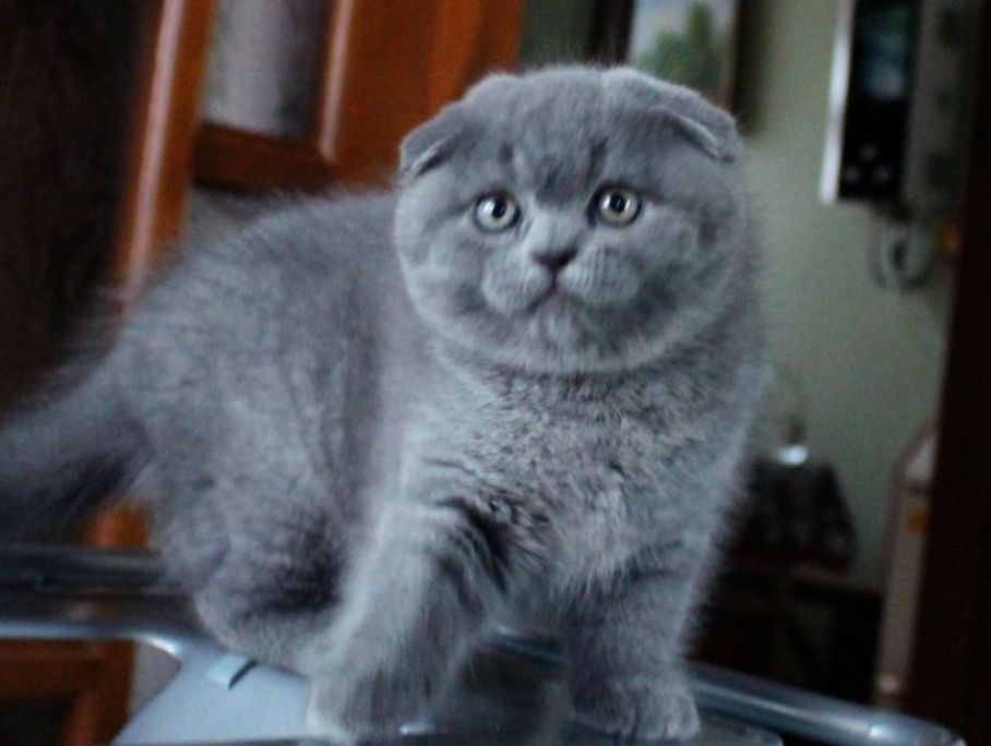 Плюшевые голубые котята