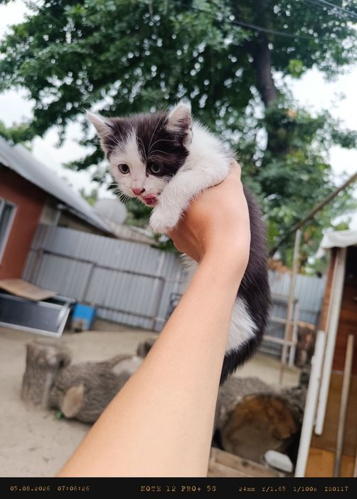 Отдам котенка в добрые руки