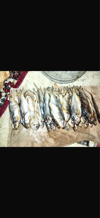 Рыбец слаба саленый