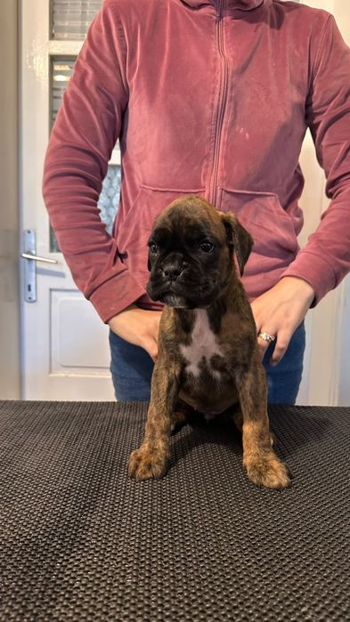 Puii Boxer German de vânzare