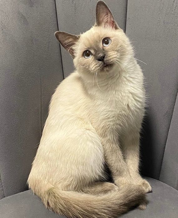 Потерялась кошка Алматы