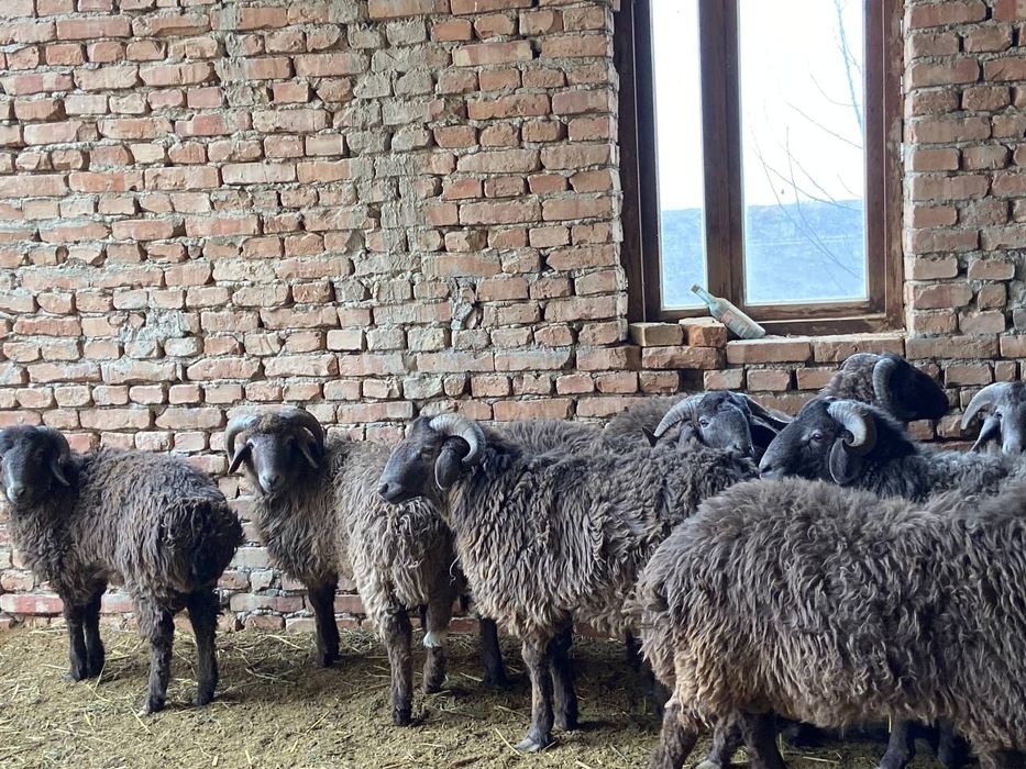 Тагал барра 3милиондан бошланади