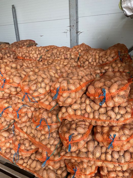 Cartofi consum si samânta si animale