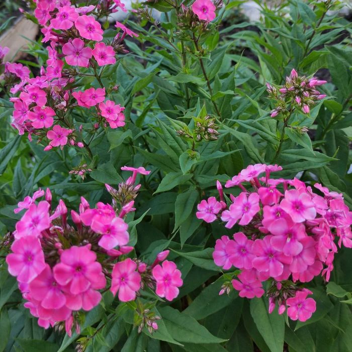 Продам дачу на Аблакетки