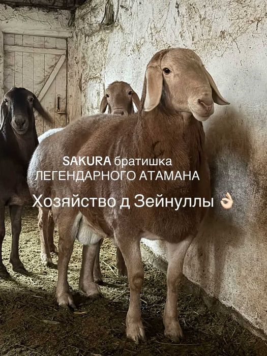 Арашан кочкар. Сын сакуры. Возраст 1,4.