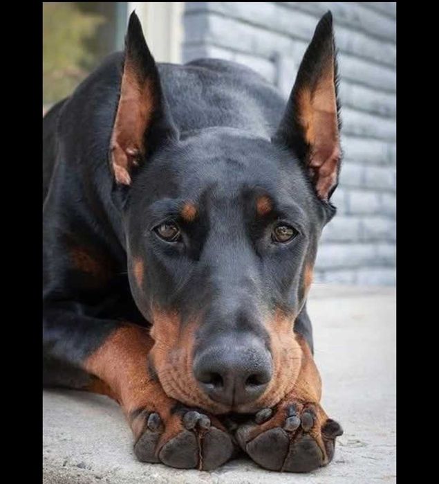 Doberman căței...