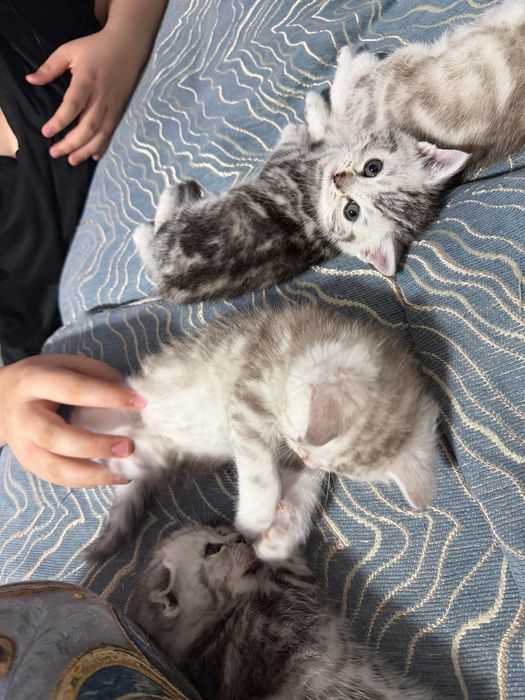 Шотландские котята