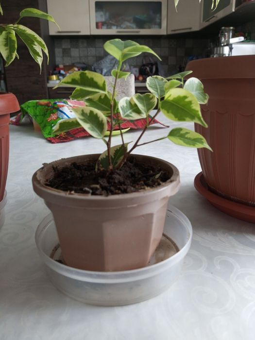 Продам комнатные цветы