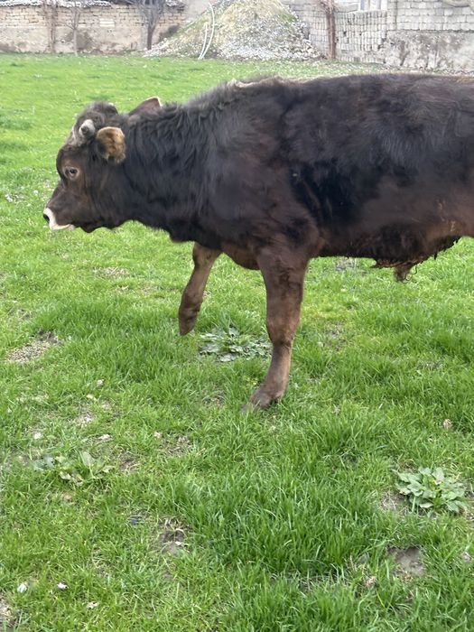 Shevet chesta 2 yoshga tulmagan