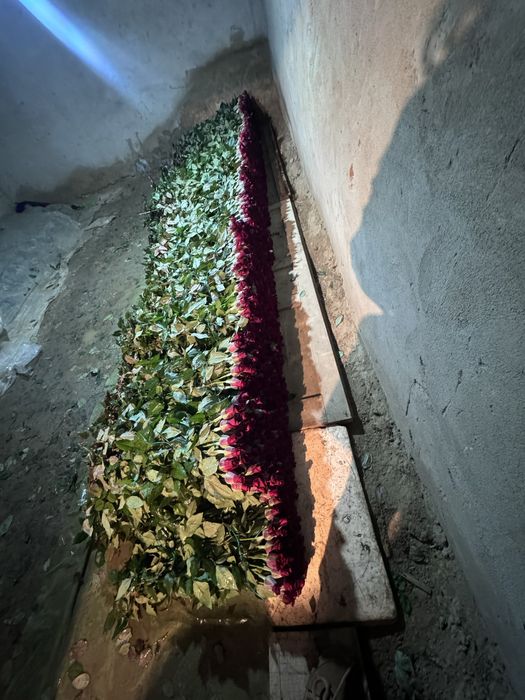 Роза оптом бағада чёрная магия сорты