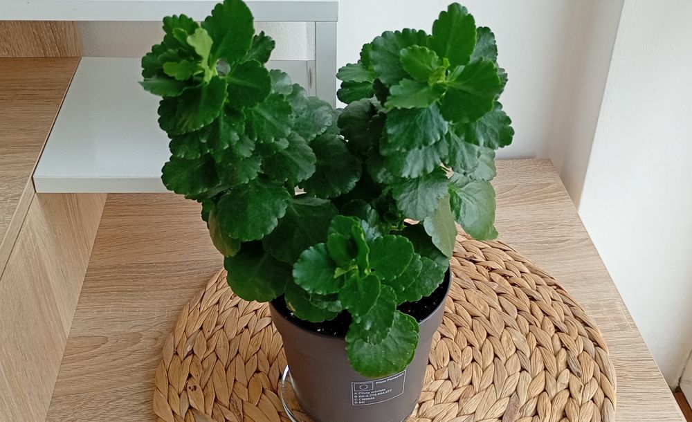 Сансевиерa Sansevieria Masoniana Whale Fin / Каланхое