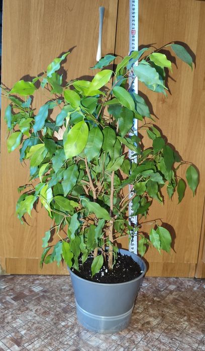 Фикус Бенджамина