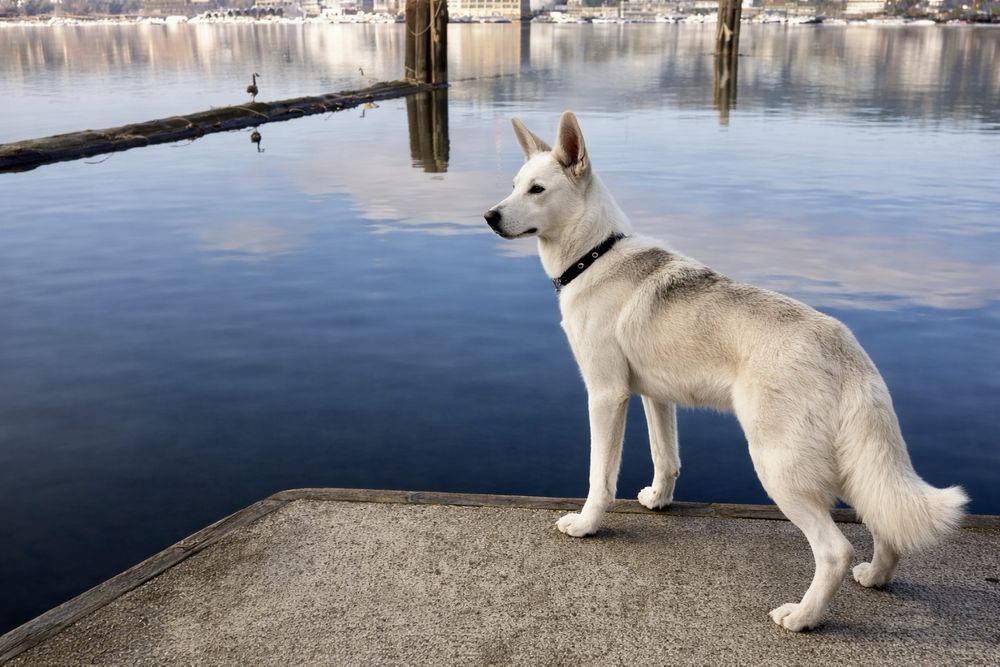 Хасандра — ласковая, добрая, идеальная для семьи
