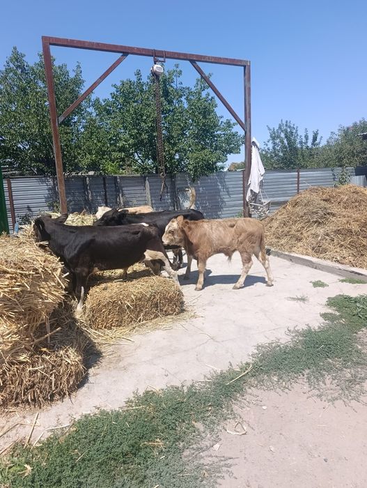 Продаются бычки.
