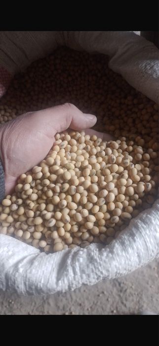 Сояның тұқымы сатылады