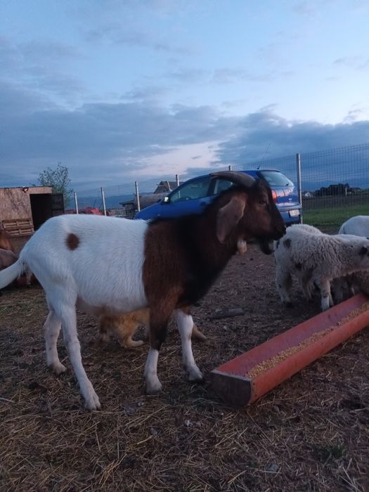 Vând țap de rasă