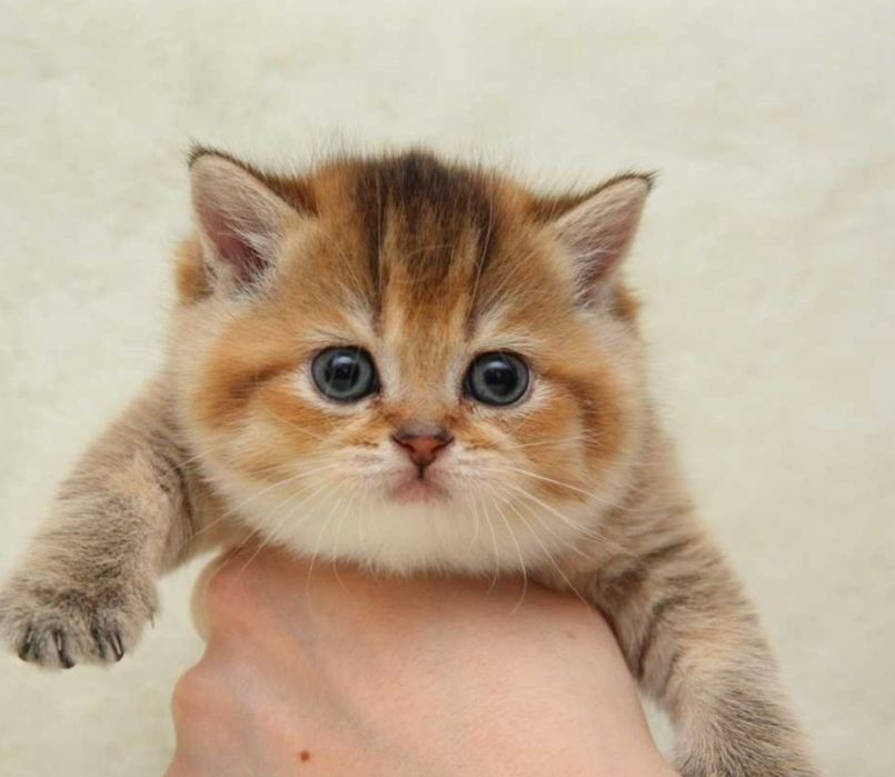Котята Вислаушки Золотые прямоушки