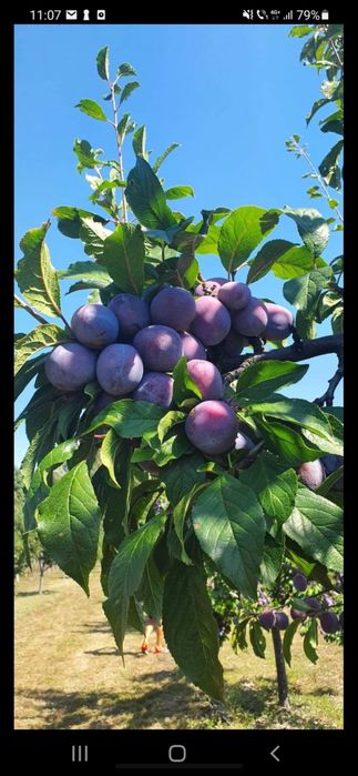 Vand prune anna spath 1,2 lei kg