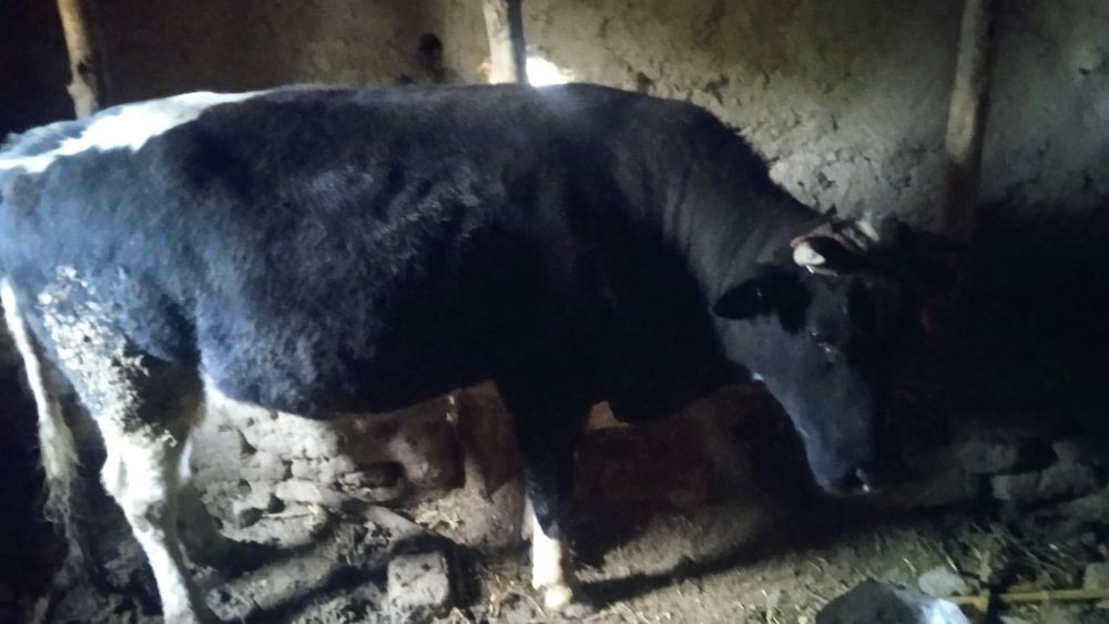 Zottor qoramol sotiladi