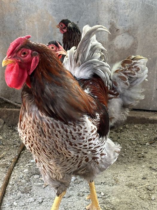 Cocos Wyandotte de vanzare