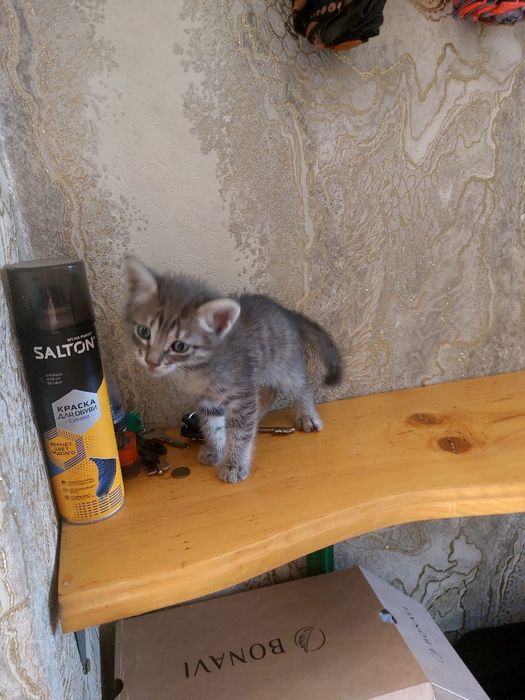 Котёнок мальчик пристраивается