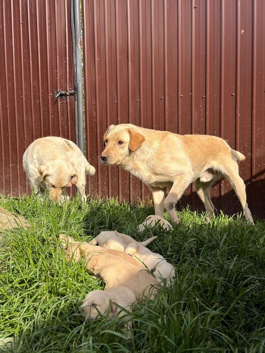 Familie de labradori