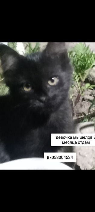 Отдам милых котят