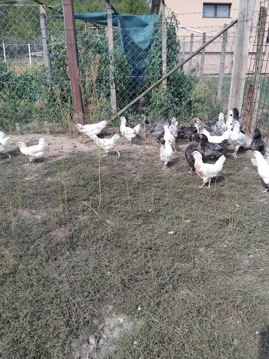 Vind puicute si cocosi ameraucana